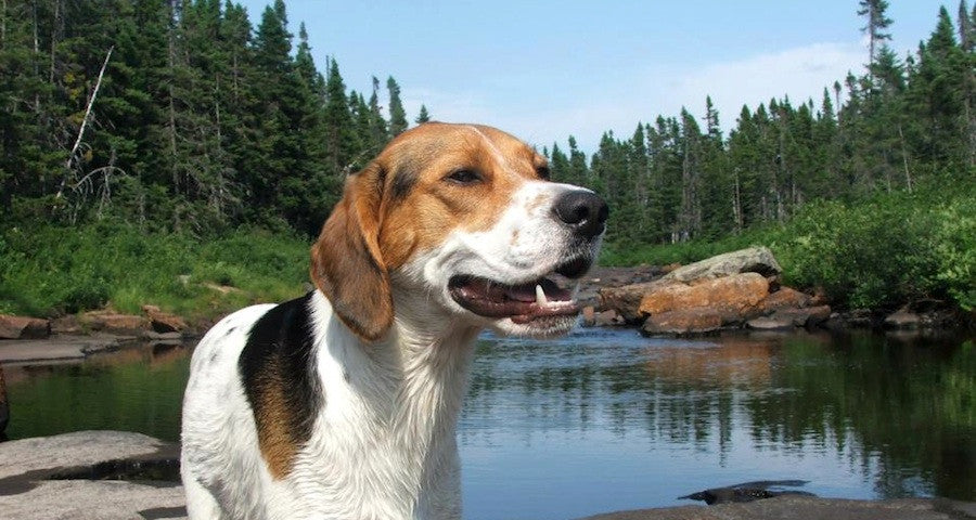 Patches Pet Supply listing photo